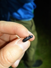 Temnoscheila caerulea