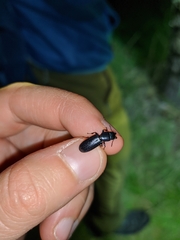 Temnoscheila caerulea