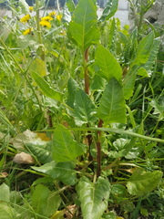 Beta vulgaris vulgaris