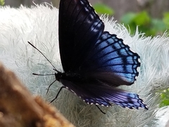 Limenitis arthemis astyanax