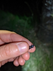 Temnoscheila caerulea