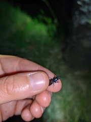 Temnoscheila caerulea