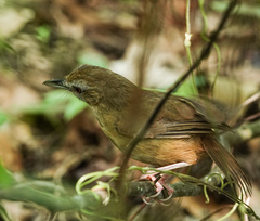 Malacocincla abbotti
