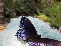 Limenitis arthemis astyanax