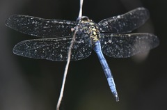 Orthetrum poecilops