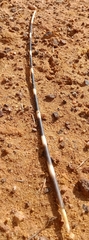 Hystrix africaeaustralis