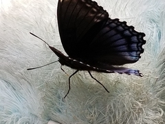 Limenitis arthemis astyanax