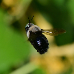 Xylocopa tabaniformis orpifex