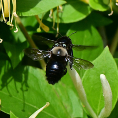 Xylocopa tabaniformis orpifex