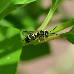 Gorytes