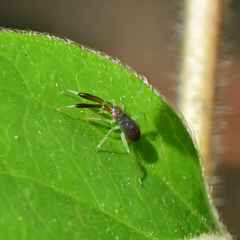 Heterotoma planicornis