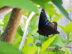 Limenitis arthemis astyanax