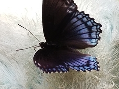 Limenitis arthemis astyanax