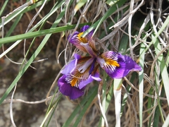 Iris unguicularis cretensis
