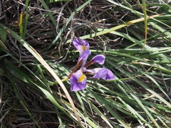 Iris unguicularis cretensis