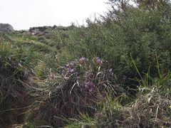 Iris unguicularis cretensis
