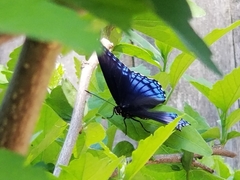 Limenitis arthemis astyanax