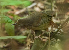 Malacocincla abbotti