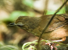 Malacocincla abbotti