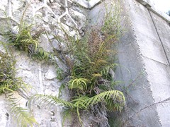 Pteris vittata