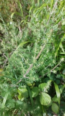 Galium maritimum
