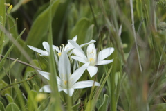 Ornithogalum baeticum