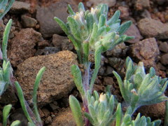 Helichrysum leontonyx