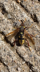 Cimbex quadrimaculatus