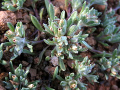 Helichrysum leontonyx
