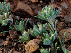 Helichrysum leontonyx