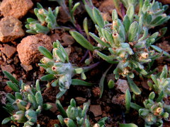 Helichrysum leontonyx