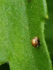 Aphididae