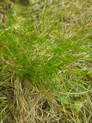 Festuca gautieri