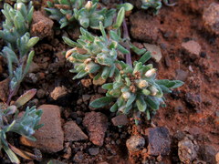 Helichrysum leontonyx