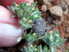 Helichrysum leontonyx