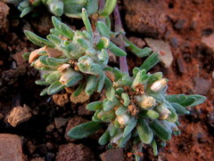 Helichrysum leontonyx