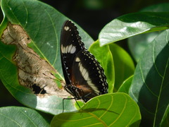 Hypolimnas bolina