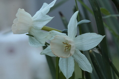 Narcissus triandrus