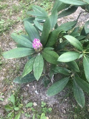 Rhododendron