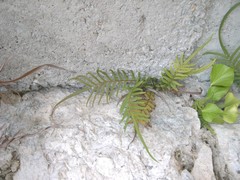 Pteris vittata