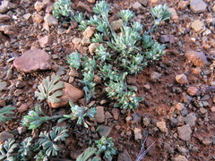 Helichrysum leontonyx