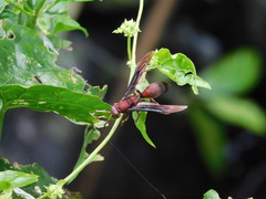 Polistes tenebricosus