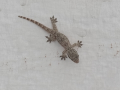 Hemidactylus platyurus