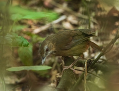 Malacocincla abbotti