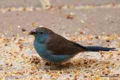 Uraeginthus angolensis