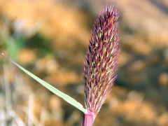 Fingerhuthia africana