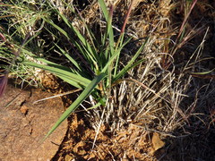 Fingerhuthia africana