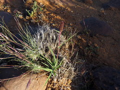 Fingerhuthia africana