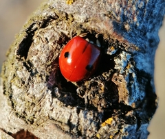 Adalia bipunctata