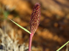 Fingerhuthia africana